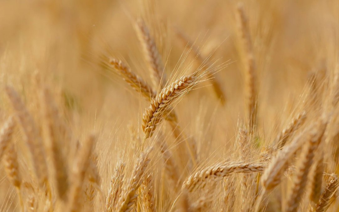 Marked for Harvest