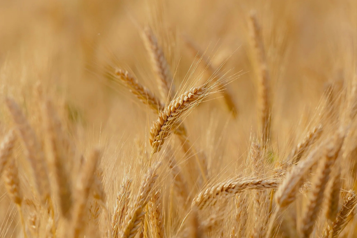 Marked for Harvest